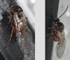 Andricus sp.